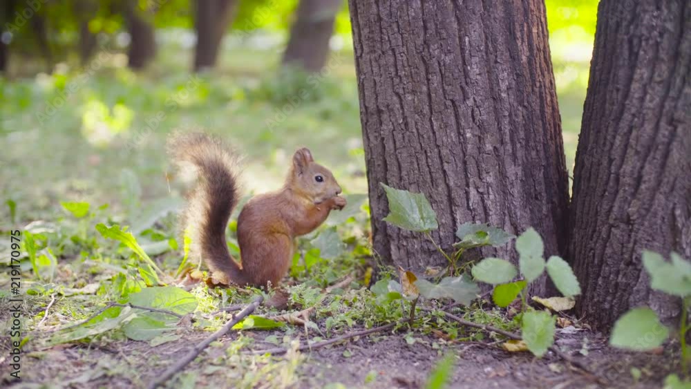 Cute Red Squirrel eating something in a park near the tree at summer day Cute Red Squirrel eating something in a park near the tree at summer day