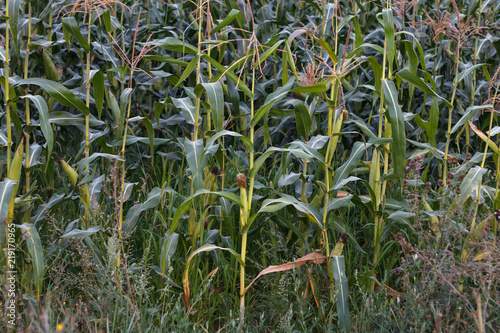 Ripe green corn field