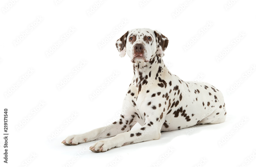 Dalmatian on white background