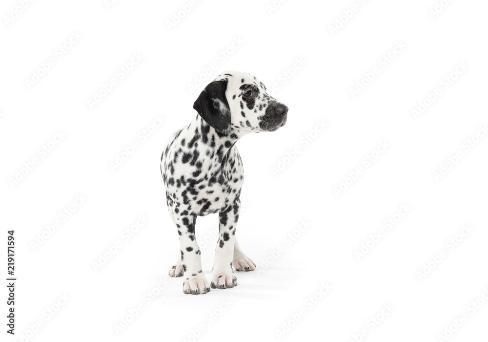 Dalmatian puppy on white background