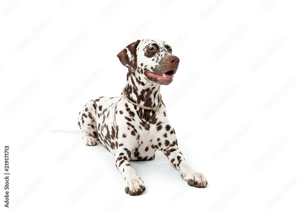 Dalmatian on white background