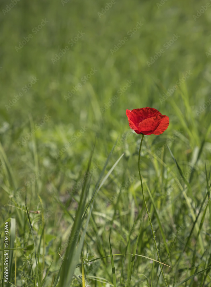 A beautiful red poppy flower at a blurred green field background. Spring nature concept. Vertical view A beautiful red poppy flower at a blurred green field background. Spring nature concept. Vertical view