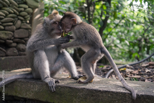 Ubud Sacred Monkey Forest © Tamara