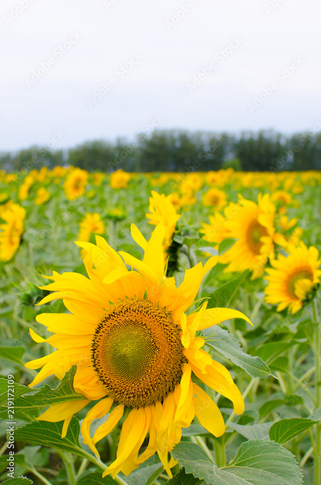Fototapeta premium Field of sunflowers on Sunny day.Nature, summer, bright.