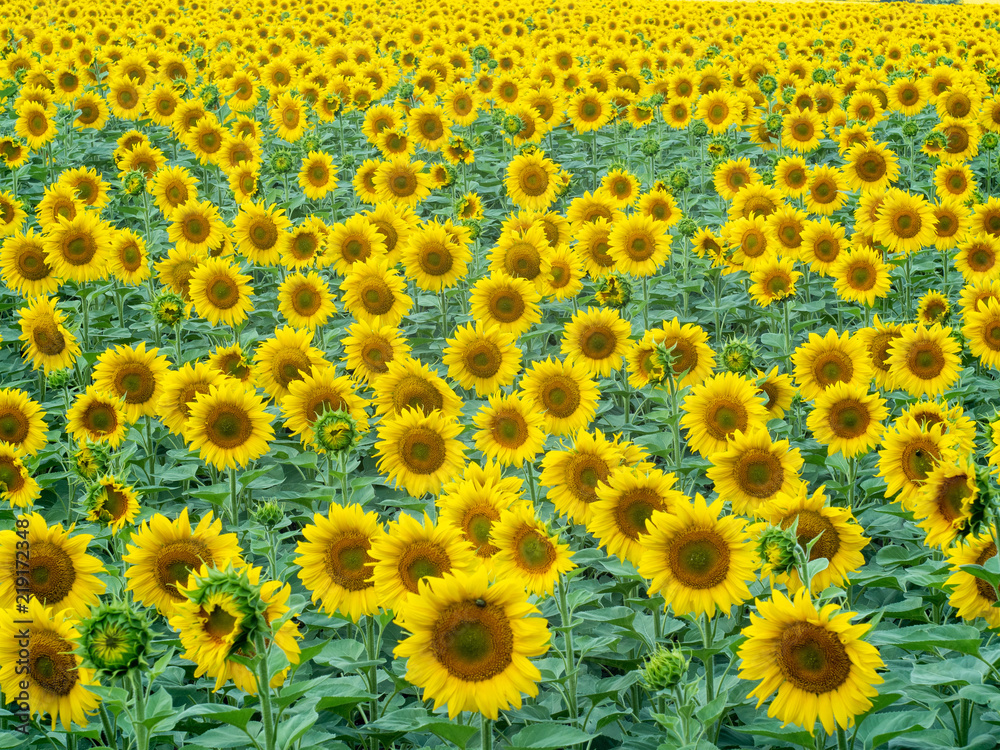 Background of sunflowers field, medium shot. Rural landscape at summer. Yellow sunflowers with green leaves blossoming at agricultural farm. Blurred background. Soft selective focus Background of sunflowers field, medium shot. Rural landscape at summer. Yellow sunflowers with green leaves blossoming at agricultural farm. Blurred background. Soft selective focus