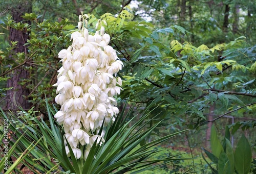 Yucca plant (Yucca filamentosa) has sword-shape leaves, white flower blooming in the garden, Spring in GA USA.