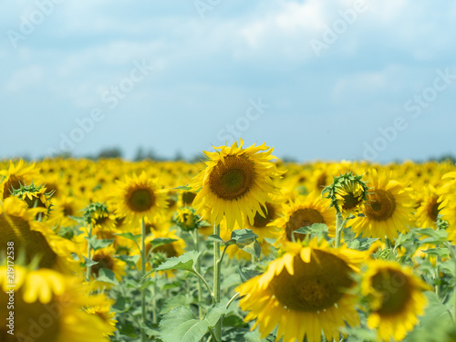 Sunflowers with green leaves and yellow petals blossoming in rural field  close up view. Yellow agricultural field blooming under grey cloudy sky. Blurred background. Soft selective focus