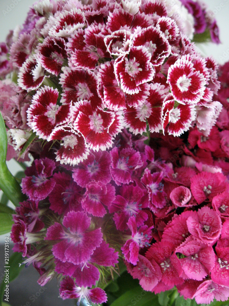 beautiful carnation flowers in a vase on a table . Bouquet of violet, purple and pink multicolor flower. Decoration of home. Wallpaper and background. Vertical photo beautiful carnation flowers in a vase on a table . Bouquet of violet, purple and pink multicolor flower. Decoration of home. Wallpaper and background. Vertical photo