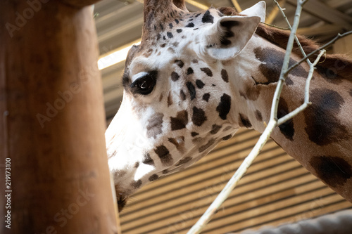 Photography Giraffes