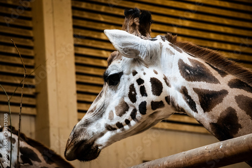Photography Giraffes