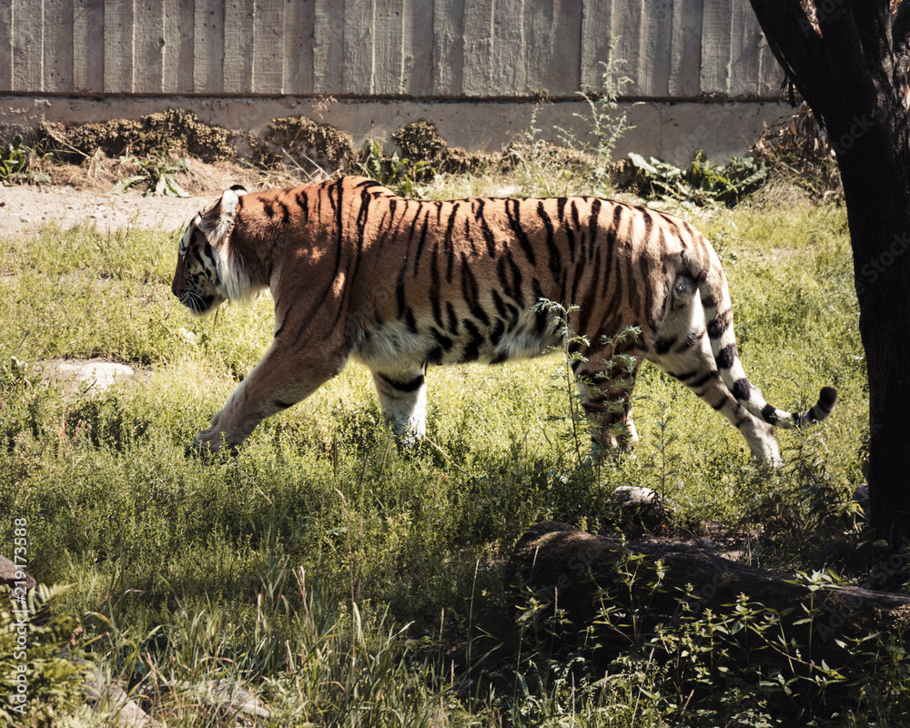 Fototapeta premium Tiger