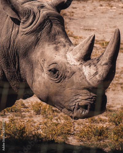 Rhino © Alver Media