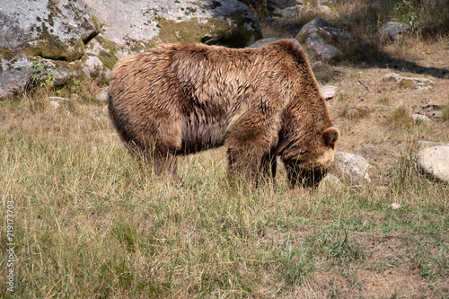 Wallpaper Mural Bear Torontodigital.ca