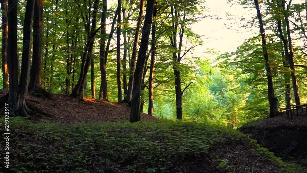 Forest detail with and oak trees