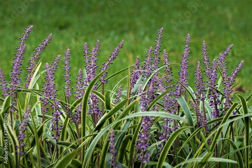 Liriope muscari or lily turf flower growing up in the garden on the background of green grass field , summer in Ga USA