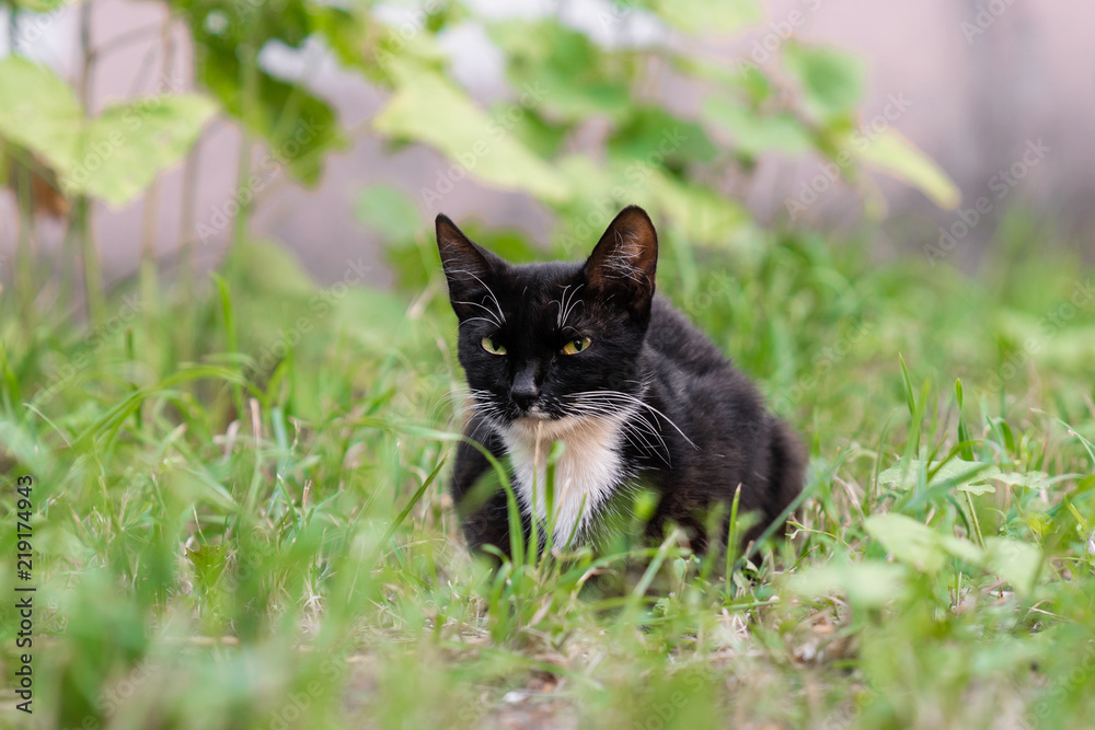 Sinlge street kitten sitting in grass