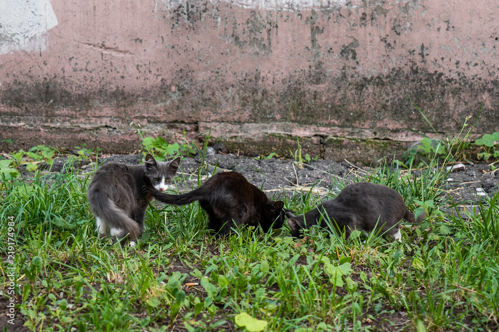 Group of street kittens sitting in grass Group of street kittens sitting in grass