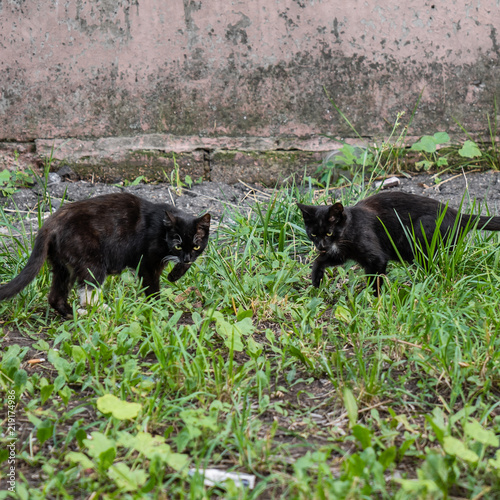 Two street kittens walking in grass