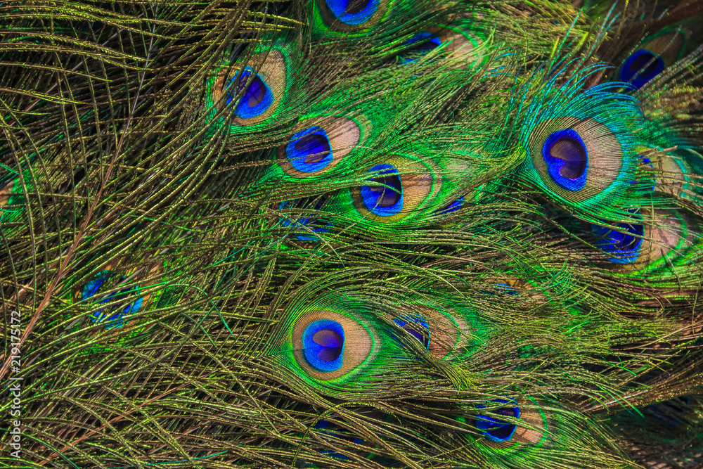 Fototapeta premium peacock feathers