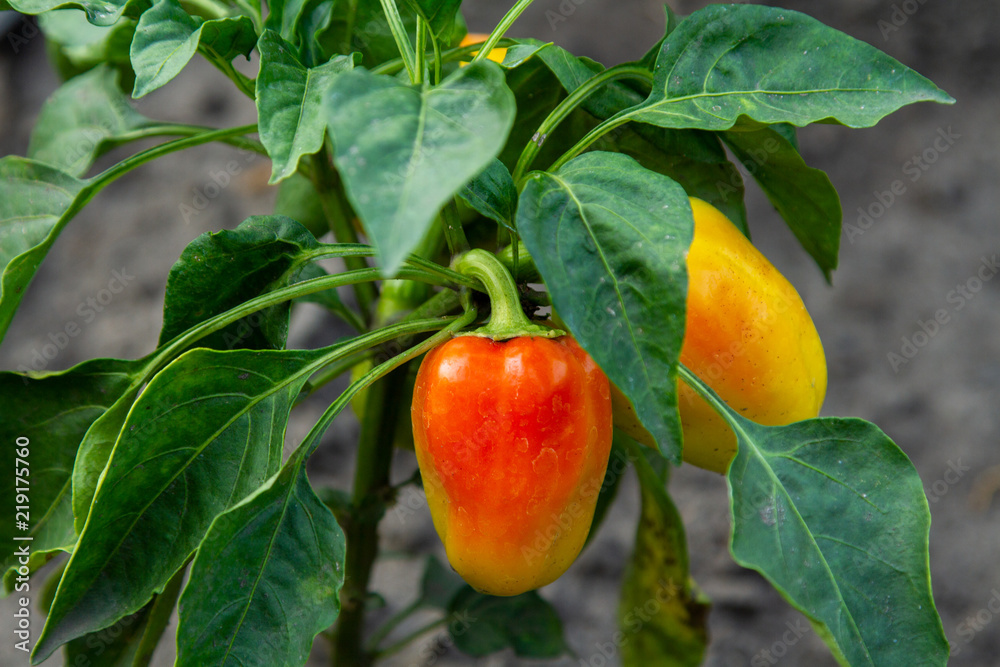Obraz premium Red pepper on a green bush. Juicy sweet pepper on a bush. Vintage red sweet pepper on the farmer's bed.