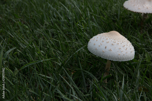 isolated mushroom