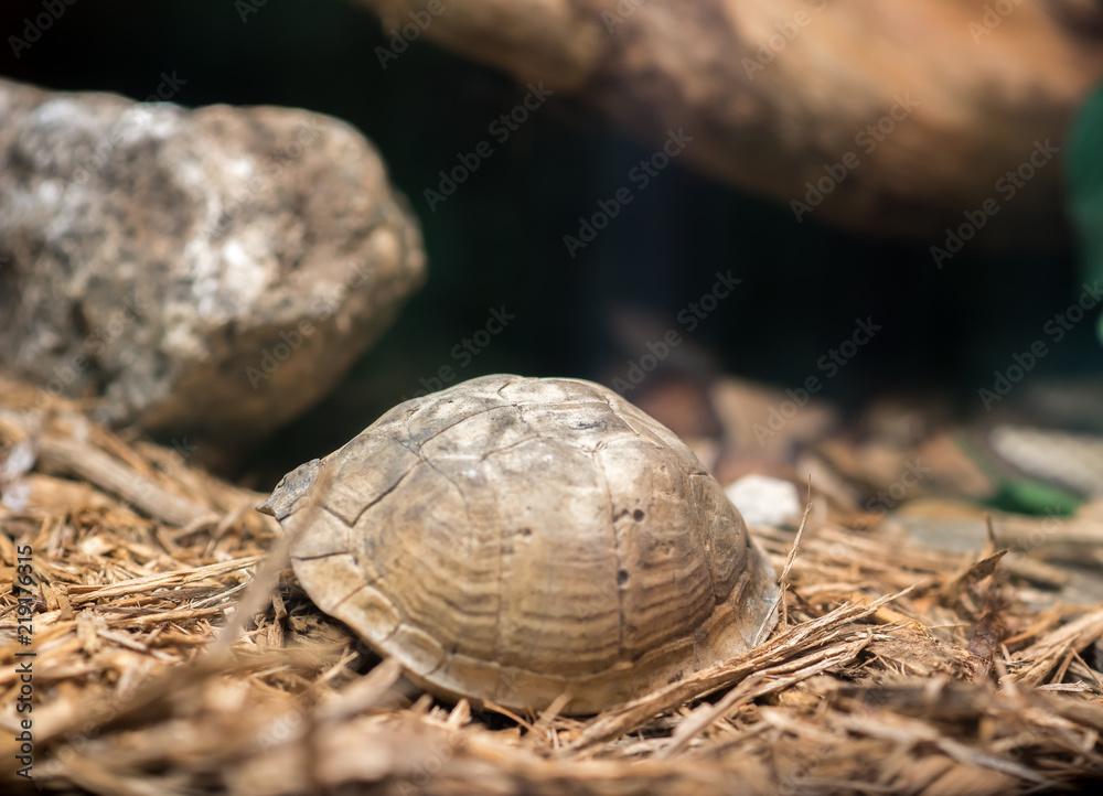 Obraz premium Turtle hiding in Shell 
