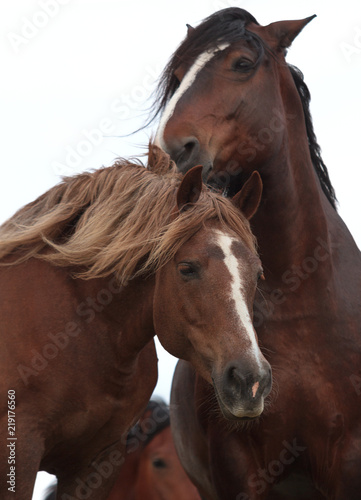 heavy draft mares at the pasture