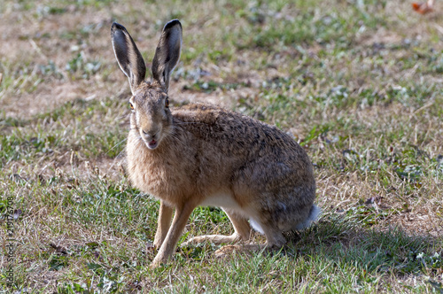 Surprised looking hare with open mouth