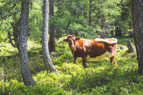 Kuh in Wald, Bäume photo