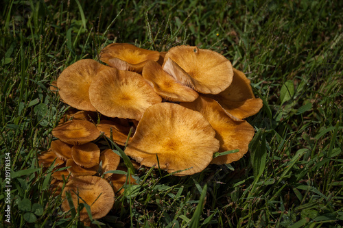Wild Mushroom Cluster