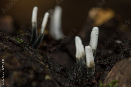 Candlesnuff Fungus (Xylaria hypoxylon) photo