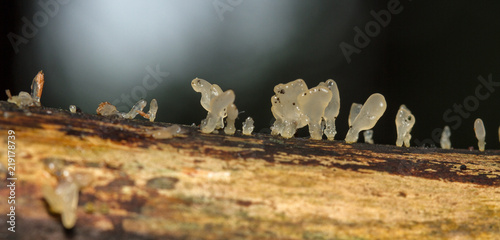 Foto Pale Stagshorn (Calocera pallidospathulata)