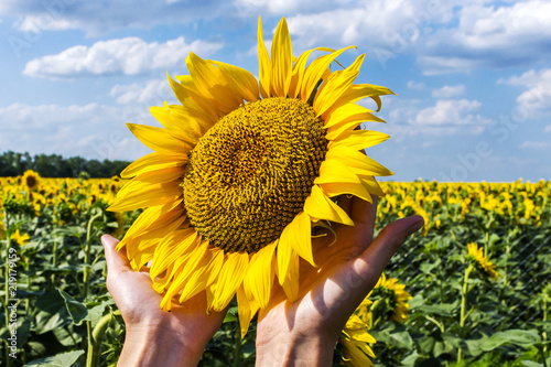 Female hands with a head of sunflower against the background of a field of sunflowers