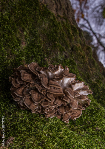 Hen of the Woods ( Grifola frondosa)