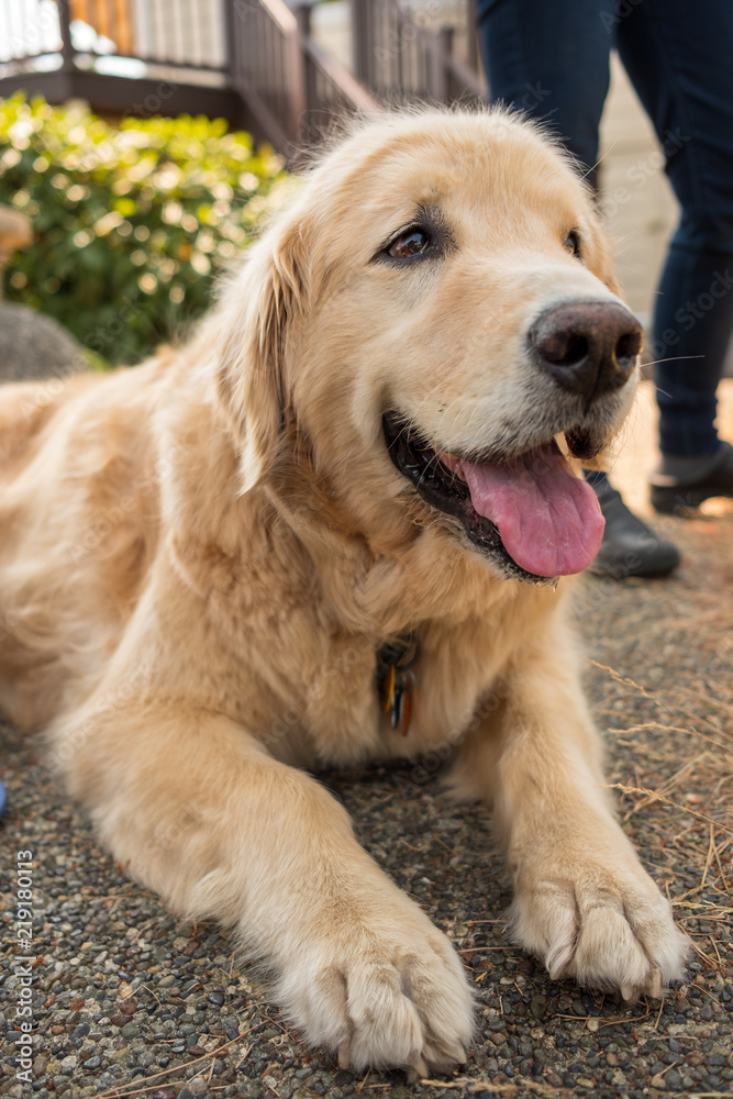 A golden retriever rests in the shade smiling