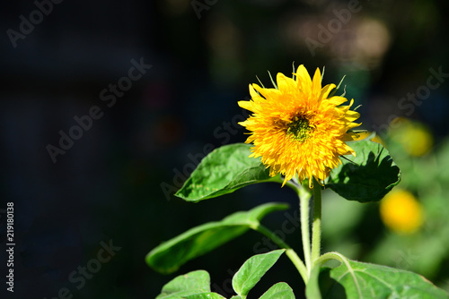 Sunflower on a dark background close-up.