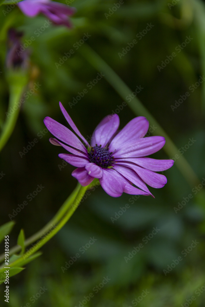 Fototapeta premium beautiful purple daisy on a sunny day