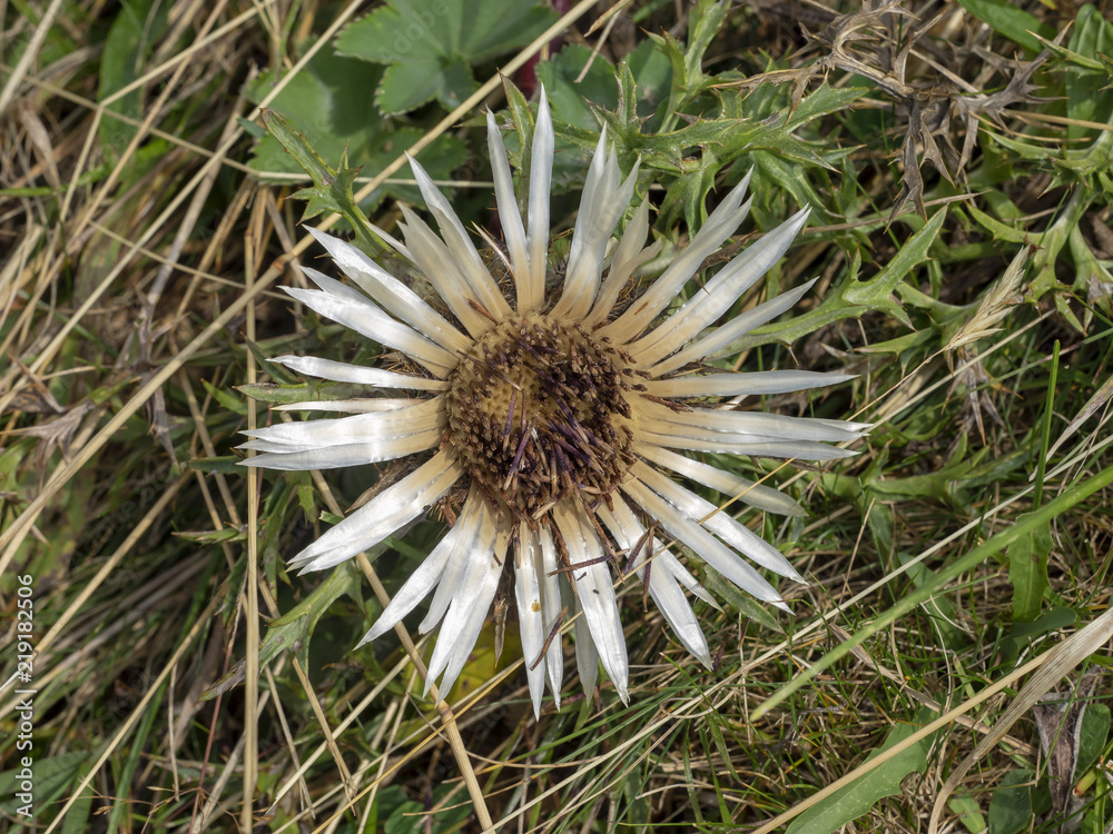 Carlina acaulis - La carline acaule ou cardabelle aux capitules argentées autour d'un disque de fleurons de couleur crème à gris à plat sur ses feuilles en rosette Carlina acaulis - La carline acaule ou cardabelle aux capitules argentées autour d'un disque de fleurons de couleur crème à gris à plat sur ses feuilles en rosette