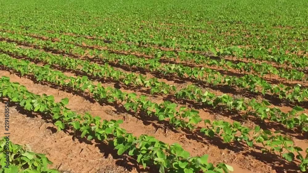 Soybean Plantation Soybean Plantation