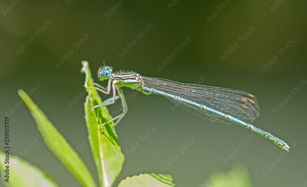 dragon-fly sits on a tree dragon-fly sits on a tree