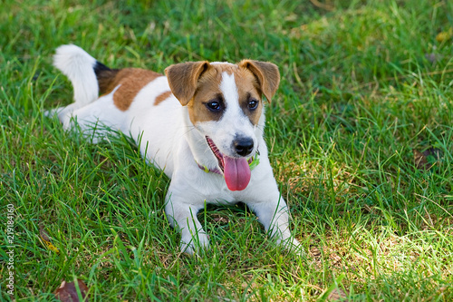 Jack Russell lays on a green grass