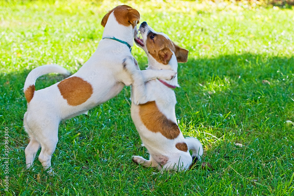 Jack Russell jumping on top of each other in the grass
