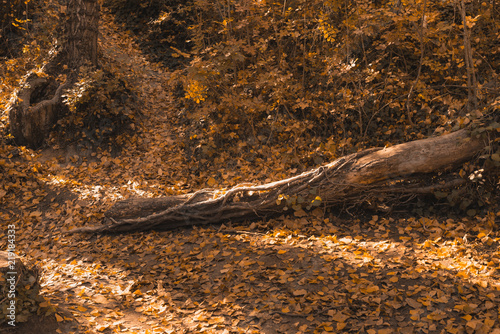 Árbol caído en la sierra alicantina. photo