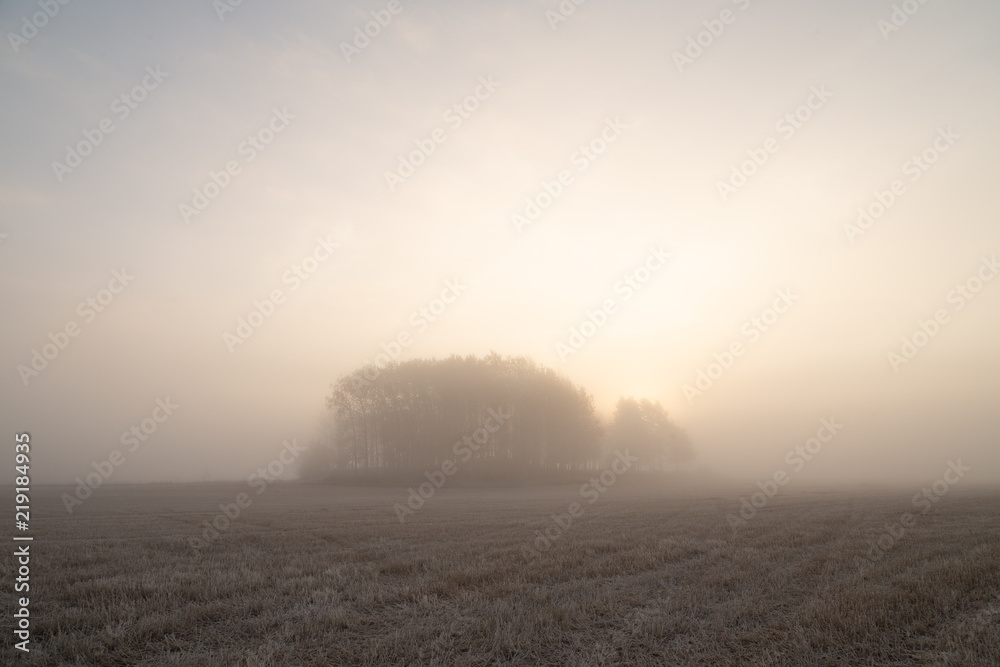 Autumn field in dense morning fog with the sun rising from behind an island of trees.
