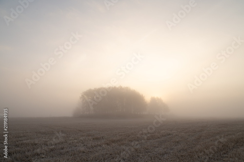 Autumn field in dense morning fog with the sun rising from behind an island of trees.