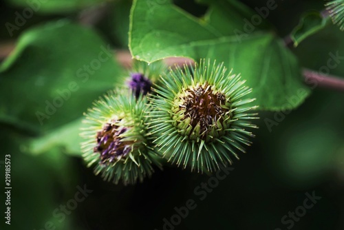 Buds of the great burdock arctium lappa in summer