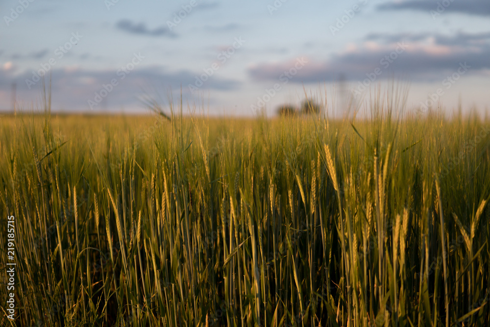 Naklejka premium rye in the field