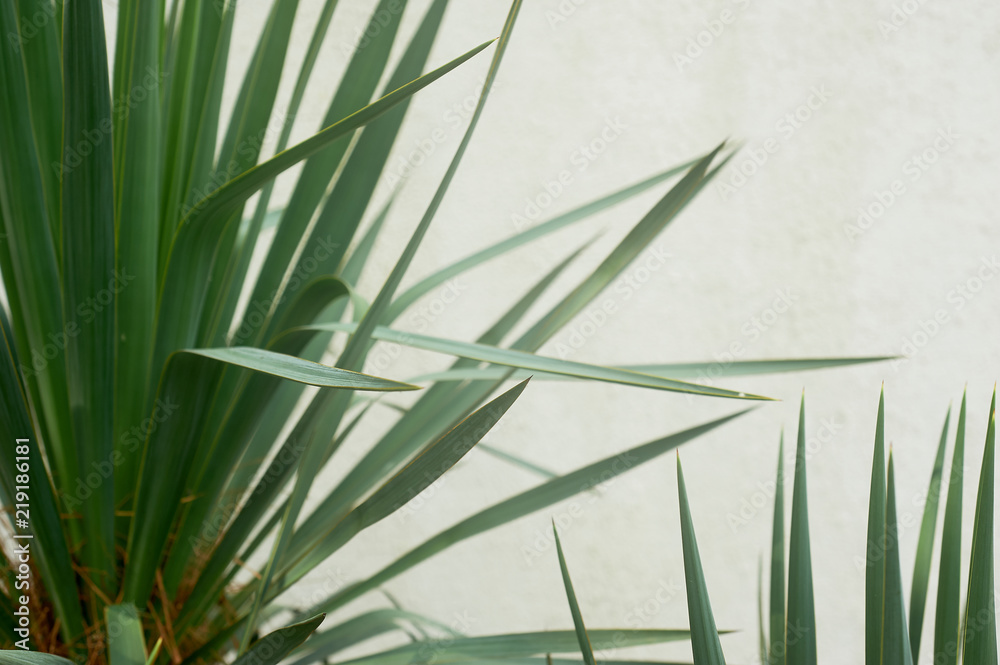 Obraz premium Southern palm or dracaena against a white textured wall. Southern vegetation, botany