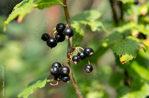 blackcurrants on a bush