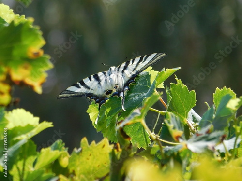 Papillon